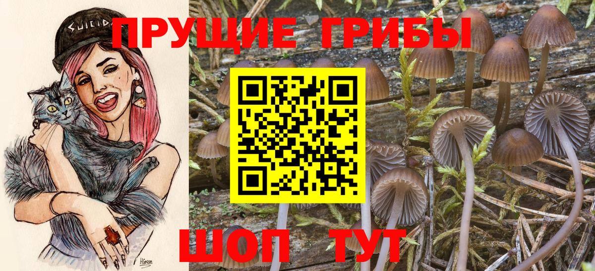 Псилоцибиновые грибы Cubensis  Вход с VPN  Ейск 